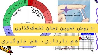 ده روش تعیین زمان تخمک‌گذاری، هم برای بارداری، هم پیشگیری از بارداری و هم تعیین جنسیت