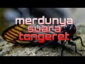 merdunya suara tongeret