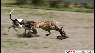 coursing hare with dog 2022 | dog racing video