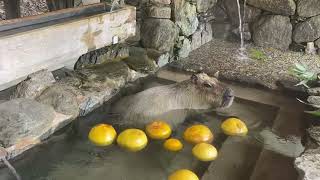 【LIVE】カピバラの露天風呂 Capybara bath