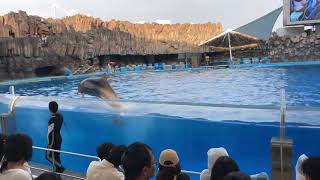 イルカショーの水かけパフォーマンス｜名古屋港水族館