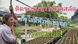 การติดระบบน้ำในแปลงผัก #ช่วยลดอุณหภูมิ#สปริงเกอร์ #เกษตรสุขกลางกรุง