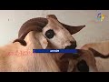 మేలు జాతి గొర్రెలు మేకల వివరాలు best sheep u0026 goat breeds etv telugu