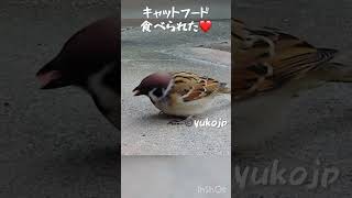 キャットフードを食べる事が出来たスズメ　#スズメ　#野鳥　#wildbirds #sparrow