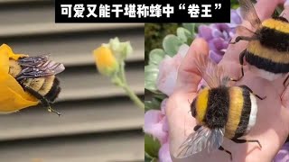 蜜蜂界也有屬於自己的胖寶寶熊蜂，可愛又能幹堪稱蜂中「卷王」！