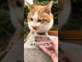 【喵可酱】流浪的橘猫都这么社牛吗