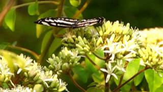 Common Sailor butterfly @ Mylapore - Chennai