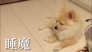 【生後4ヶ月】睡魔と必死で戦う子犬が可愛い…笑