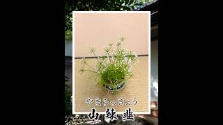 【山辣韭(ヤマラッキョウ)】今日の花 #shorts #茶道 #茶花