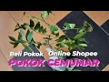 POKOK CEMUMAR (V52) : Unboxing Pokok Beli Online Shopee