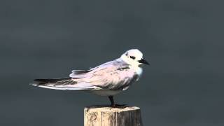 ♪鳥くん野鳥動画'Thai2015' Whiskered Tern クロハラアジサシ間近