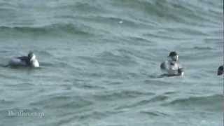 野鳥撮影・ ハジロカイツブリ冬羽　Black-necked Grebe