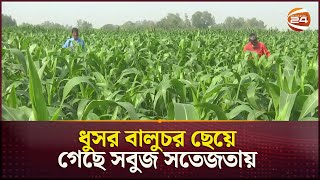 যমুনার চরে রেকর্ড পরিমাণ ভুট্টা চাষ | Agriculture | Bogura | Maize Farming | Channel 234