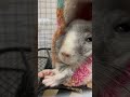 眠すぎて手を出すチンチラ shorts チンチラ chinchilla 小動物 エキゾチックアニマル 可愛い チンチラ飼い方 癒し ペット チンチラケージ