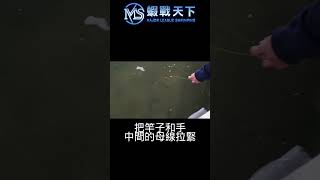 用手控線後訊號穩定到底該怎麼開槍 !?  #mls蝦戰天下 #釣蝦 #台湾のエビ釣り