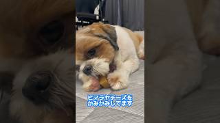 【ASMR】ヒマラヤチーズスティックをかみかみ。 #シーズー #shihtzu #dog #shorts  #asmr