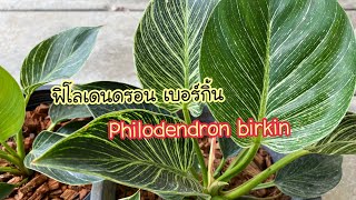 Philodendron birkin ฟิโลเดนดรอน เบอร์กิ้น ไม้ใบลายสวย ไม้ในร่ม