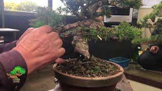 Pruning and wiring by Masahiko Kimura Part 3