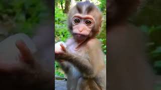 心躍る瞬間！赤ちゃん猿が手に入れた宝物の喜び / Baby monkey with treasure in hand. monpai monyet サル 猿