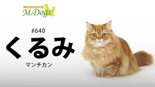 ペットモデル #640 マンチカン「くるみ」