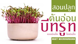 Teach how to grow beetroot microgreens with and without soaking seeds.