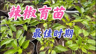 辣椒种植最佳时间，辣椒苗病虫害预防和治疗