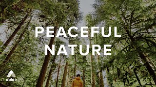 PEACEFUL NATURE Bible Meditation: FOREST OF PEACE (Bible Sleep Talk Down + Calm Music for Insomnia)