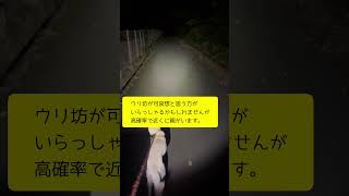 猟犬見習いたちを散歩していると、まさかのウリ坊が！！！その結果…　#shorts