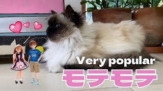 バーマン猫ガブ【モテモテ】Very popular（バーマン猫）Birman/Cat