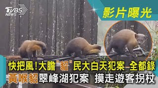 快把風!大膽「貂」民大白天犯案 全都錄 黃喉貂翠峰湖犯案 摸走遊客拐杖｜TVBS新聞