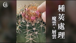 喵王的多肉陽台-仙人掌種子魔雲、層雲種莢處理