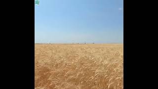 Beautiful Australia Wheat 🌾 Farming Nature Scene