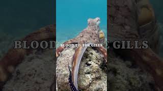 The Fascinating Truth About Octopuses: Three Hearts and Blue Blood #fypシ゚