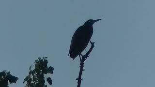 4 Green Herons