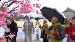 Koso-Kai presents Cherry Trees to 35th CSSB