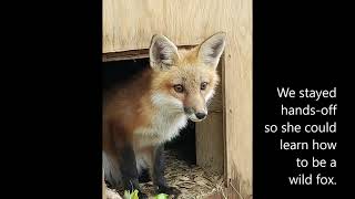 Walnut, our rescued and rehabbed red fox kit