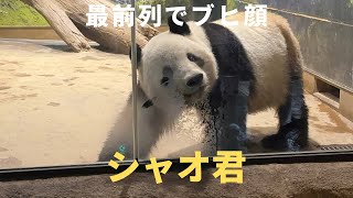 【ジャイアントパンダ】最前列でブヒ顔していたシャオ君　#シャオシャオ　#上野動物園　#panda