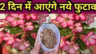 2 दिन में आएंगे अडेनियम  पर नए फुटाव/ /Adenium plant care/Adenium plant fertilizer