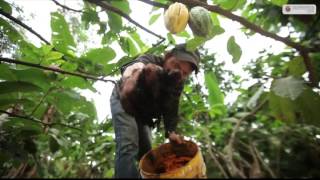 Ecuador produce el mejor café y cacao fino de aroma del mundo