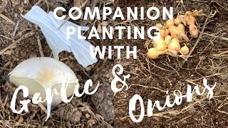 COMPANION PLANTING WITH GARLIC \u0026 ONIONS