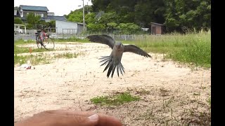 優しいオキナインコと自由なウロコインコ / Free flight, the quaker parrot looks after the conure.