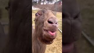 Goat funny video। ছাগলের মজার ভিডিও।  @peopleWithAnimal #funny #funnyvideo #goat #goats