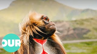 These Rare Animals Only Exist In The Mountains Of Ethiopia | Our World