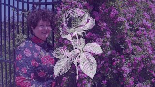 The Story of the Peggy Martin Rose