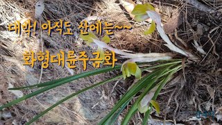 한국춘란! 아직도 산에는~~~