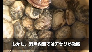 【兵庫県】海を支えているアサリを増やすイカダ | ソーシャルイノベーションニュース