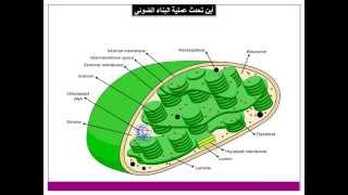 البناء الضوئي Photosynthesis