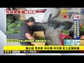 【山陀兒颱風】山陀兒襲台！ 芭樂農憂果傷產量減 急搶收@newsebc