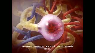 泌尿系统的功能 三维立体动画演示 #人体解剖学 Functions of the urinary system 3D animation demonstration #humananatomy