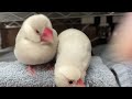 【シルバー文鳥】今年も変わらずのんびりまったり文鳥の日常